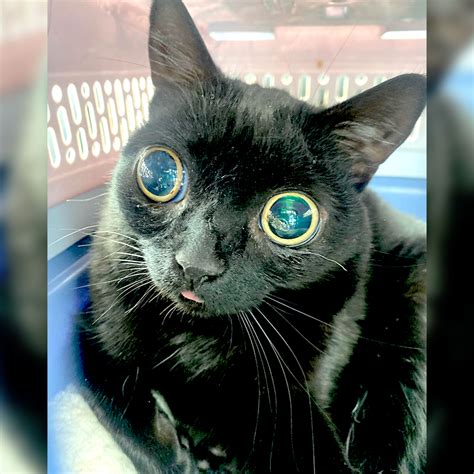 The Black Cat Evil Eye Jinx: Ancient Beliefs and Modern Misfortune